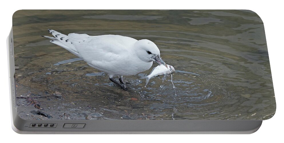 Bering Sea Portable Battery Charger featuring the photograph Ivory Gull #2 by Jim Zablotny