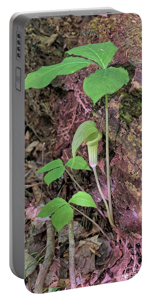 Flower Portable Battery Charger featuring the photograph Jack-In-The-Pulpit by Richard Goldman