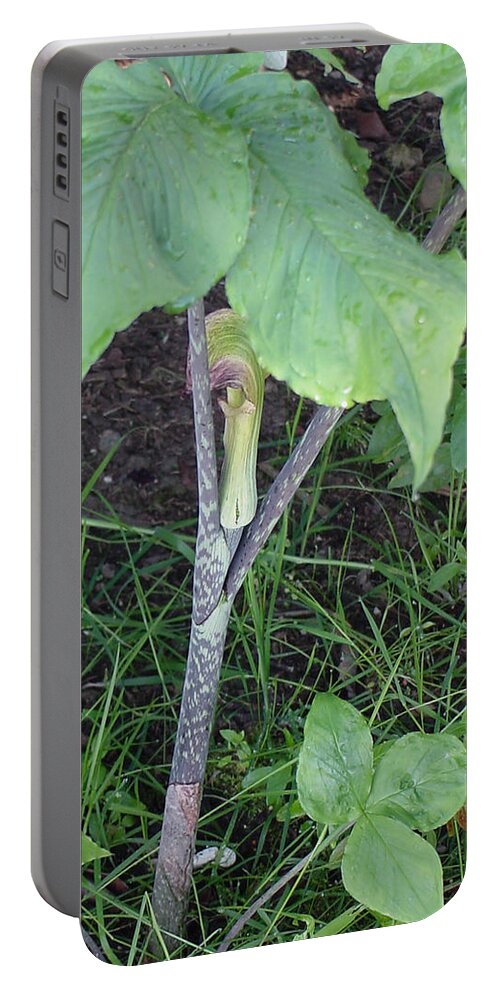 Wildflower Portable Battery Charger featuring the photograph Jack in Pulpit by Shirley Heyn