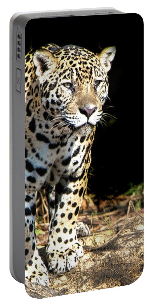 Jaguar Portable Battery Charger featuring the photograph Jaguar Stare by Pravine Chester