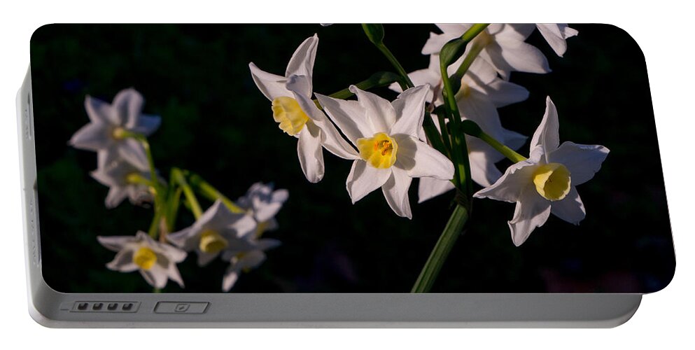 Flower Portable Battery Charger featuring the photograph January Surprise by Derek Dean