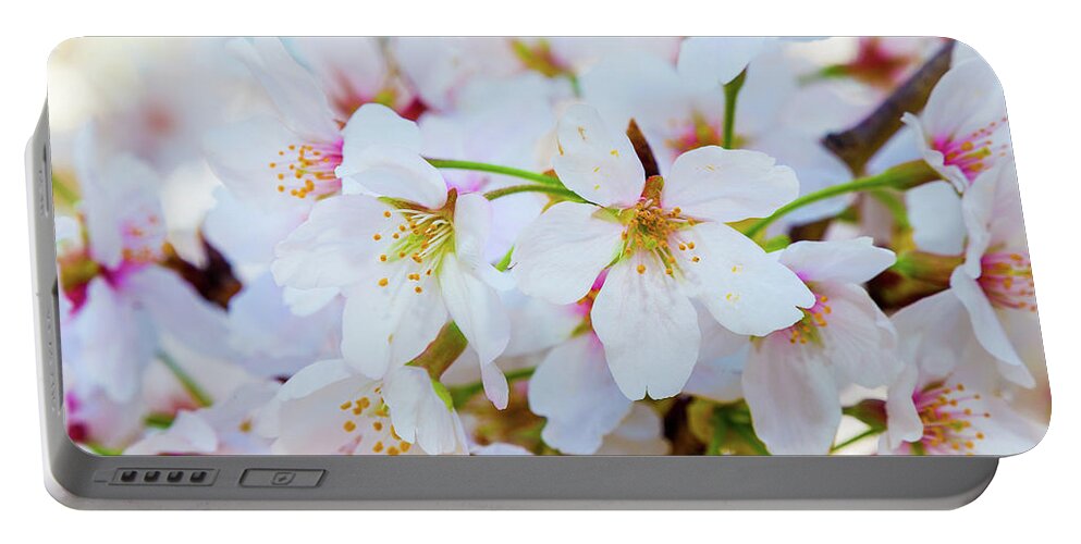 Cherry Blossom Festival Portable Battery Charger featuring the photograph Japanese Cherry Tree Blossoms 2 by SR Green