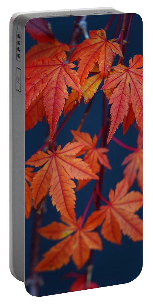 Japanese Maple Leaves In Autumn Portable Battery Charger featuring the photograph Japanese Maple Leaves In Autumn by Frank Wilson