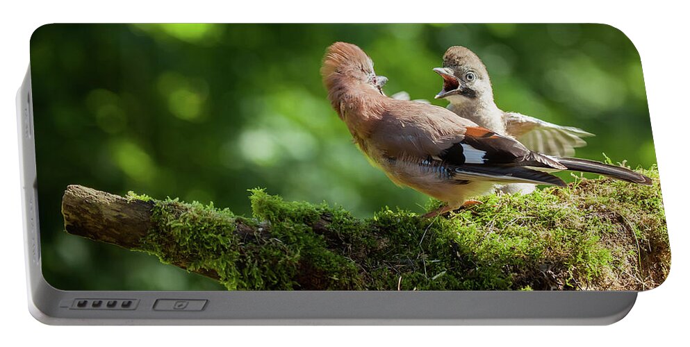 Bird Portable Battery Charger featuring the photograph Jay bird feeding baby Jay by Simon Bratt