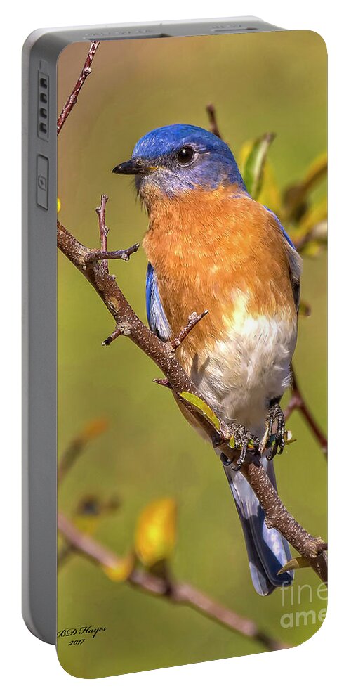 Bluebirds Portable Battery Charger featuring the photograph Jekyll Bluebird by DB Hayes