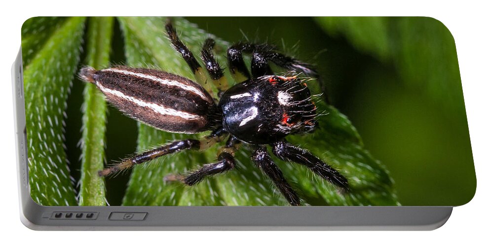 Insect Portable Battery Charger featuring the photograph Jumping Spider on Leaf by Jeff Phillippi
