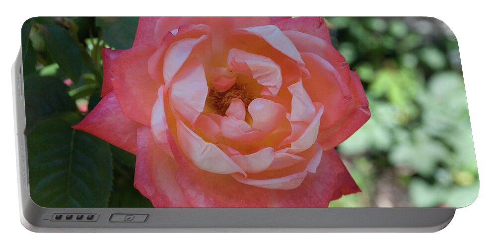 June Birth Flower Portable Battery Charger featuring the photograph June Flower by Ee Photography