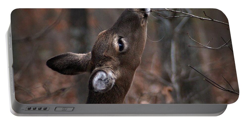 Deer Portable Battery Charger featuring the photograph Just a Nibble by Bill Stephens