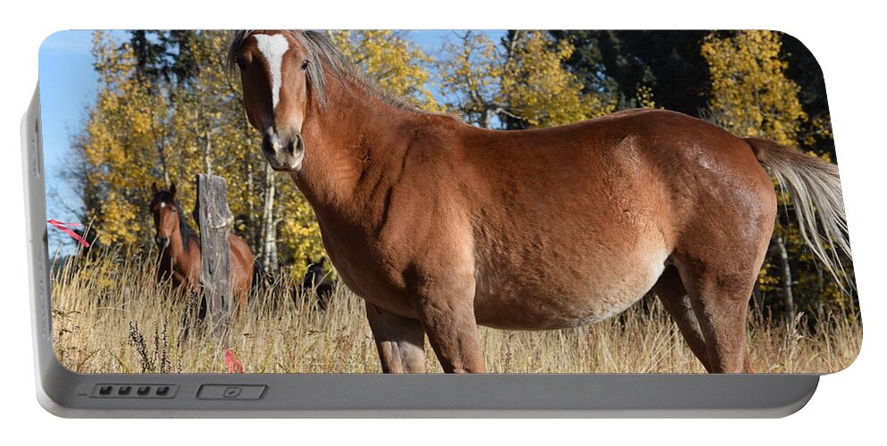 Animal Portable Battery Charger featuring the photograph Horse CR 511 Divide CO by Margarethe Binkley
