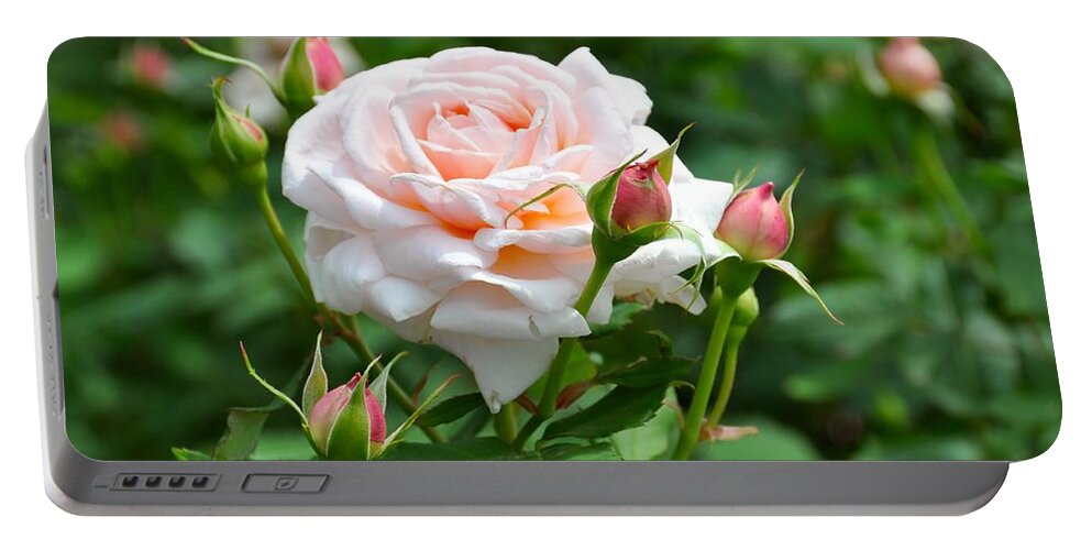 Roses Portable Battery Charger featuring the photograph Just Peachy by Cornelia DeDona