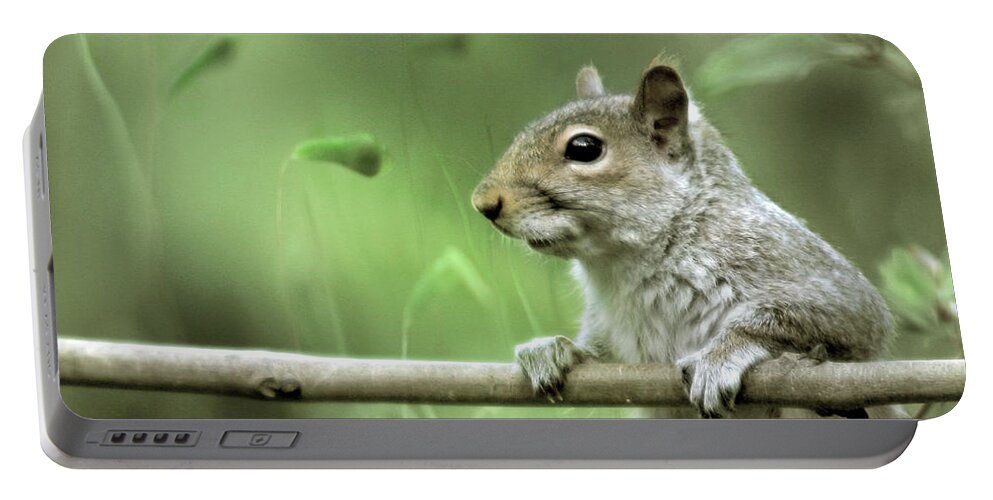 Squirrel Portable Battery Charger featuring the photograph Just Watching The World Going By by Ang El