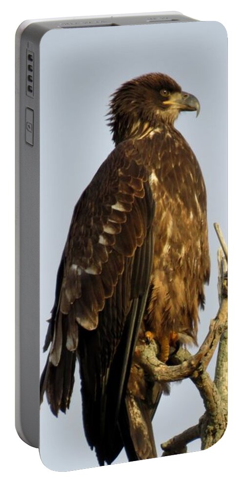 Cape Vincent Portable Battery Charger featuring the photograph Juvenile bald eagle 1 by Dennis McCarthy