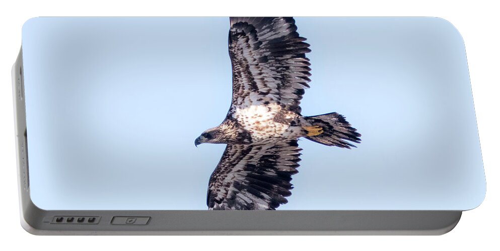 Canon Portable Battery Charger featuring the photograph Juvenile Bald Eagle 2017 by Ricky L Jones