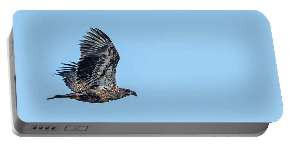 Bald Eagle Portable Battery Charger featuring the photograph Juvenile Bald Eagle Soaring by Belinda Greb