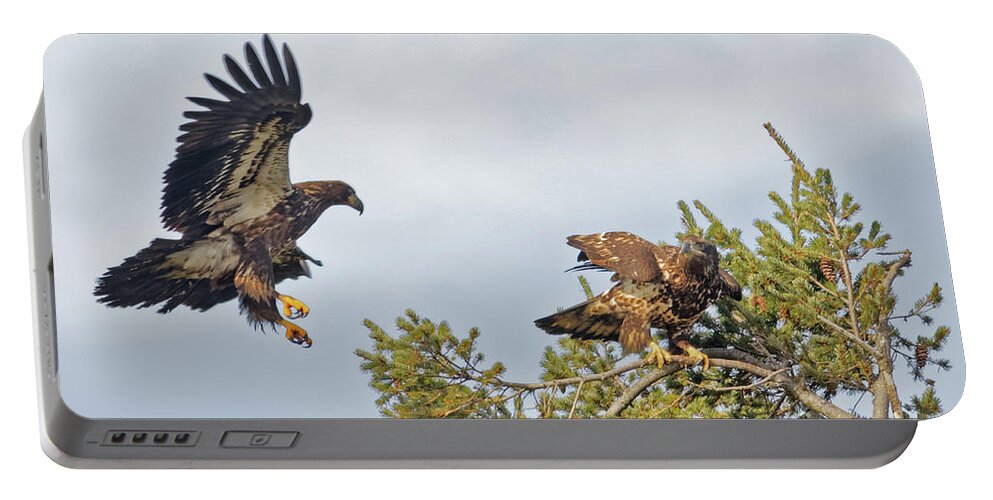 American Bald Eagle Portable Battery Charger featuring the photograph Juvenile Bald Eagles High in the Pines by Natural Focal Point Photography