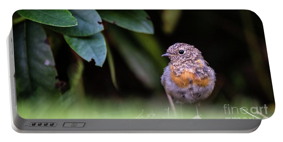 Robin Portable Battery Charger featuring the photograph Juvenile Robin by Torbjorn Swenelius