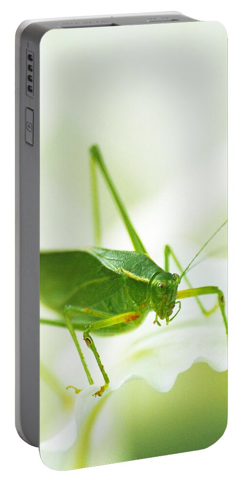 Bugs Portable Battery Charger featuring the photograph Katy by Dorothy Lee