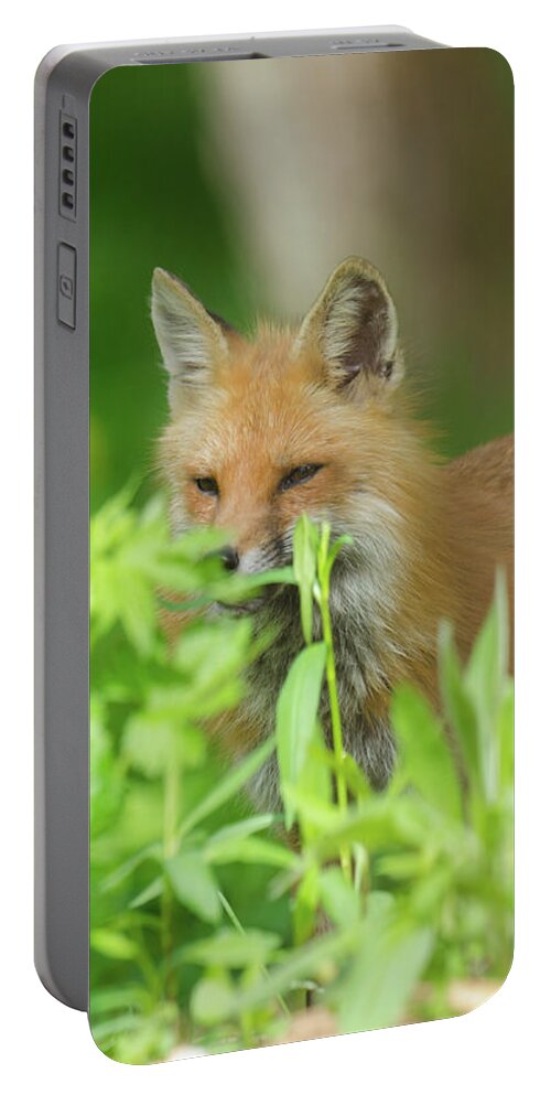Adult Fox Portable Battery Charger featuring the photograph Keeping Watch by Kristin Hatt