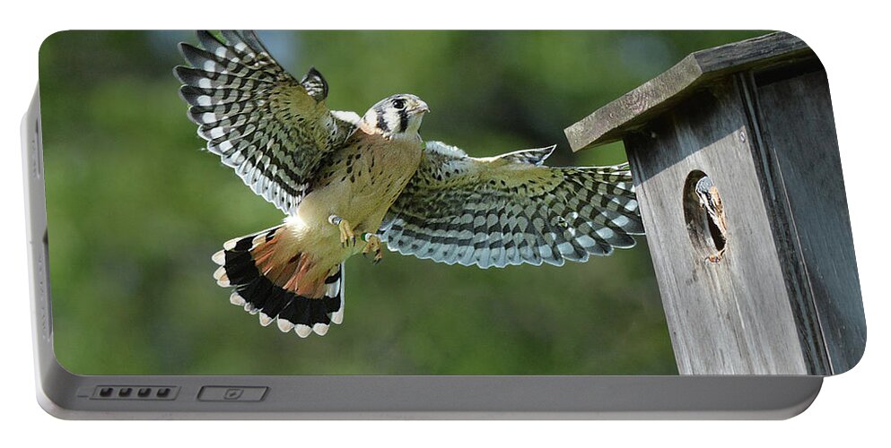 Bird Portable Battery Charger featuring the photograph Kestrel Fledgling Visits Nest by Alan Lenk