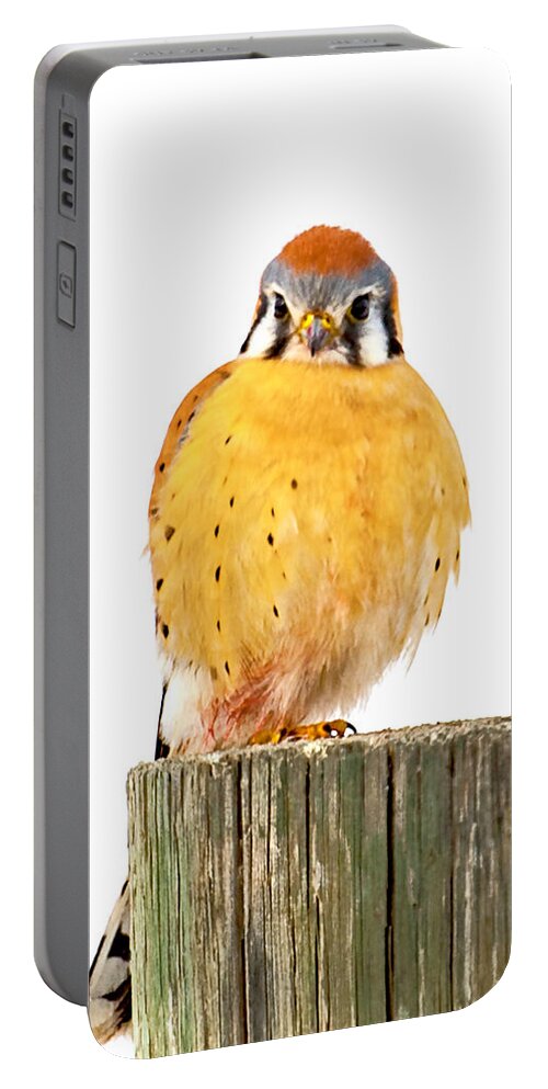 Kestrel Portable Battery Charger featuring the photograph Kestrel by Norman Hall