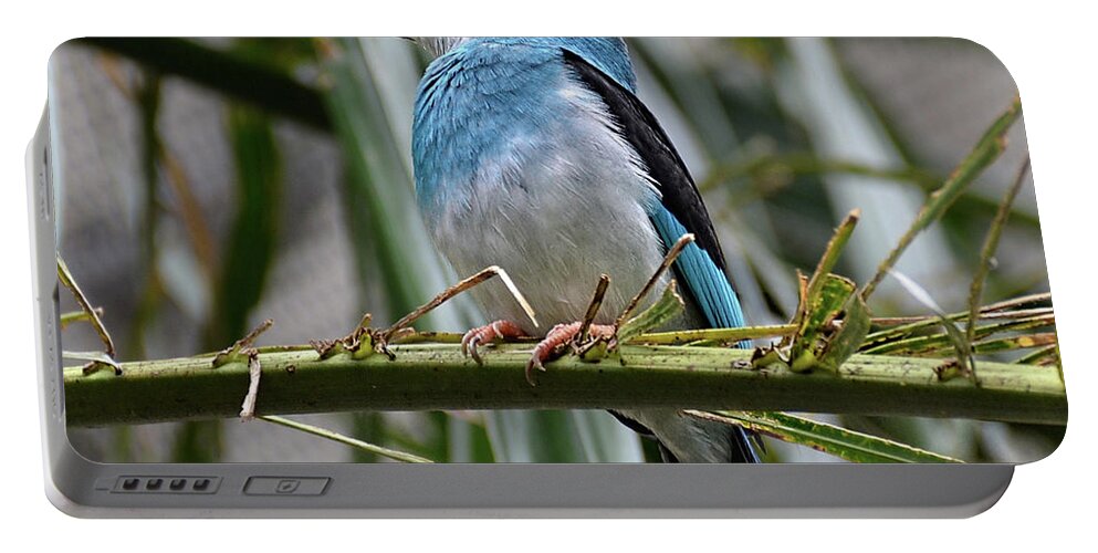 Kingfisher Portable Battery Charger featuring the photograph Kingfisher bird by Ronda Ryan