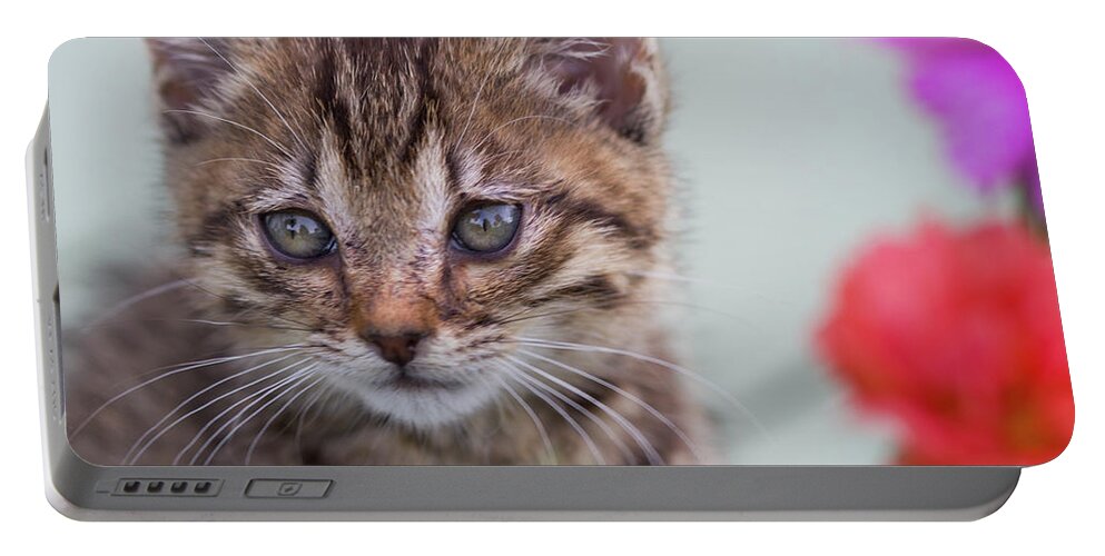 Kitty Portable Battery Charger featuring the photograph Kitty Kitty by Kathy Clark