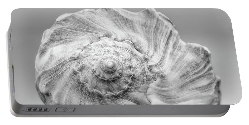 Whelk Portable Battery Charger featuring the photograph Knobbed Whelk by Benanne Stiens