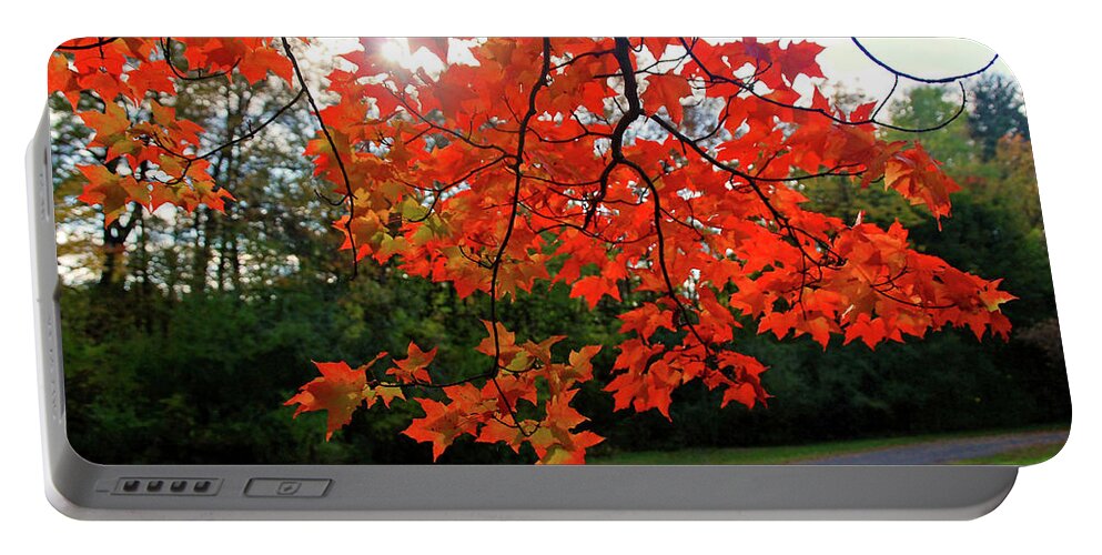 Tree Portable Battery Charger featuring the photograph Knox Park 8444 by Guy Whiteley