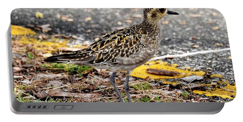 Kolea Portable Battery Charger featuring the photograph Kolea - Golden Plover by Heidi Fickinger