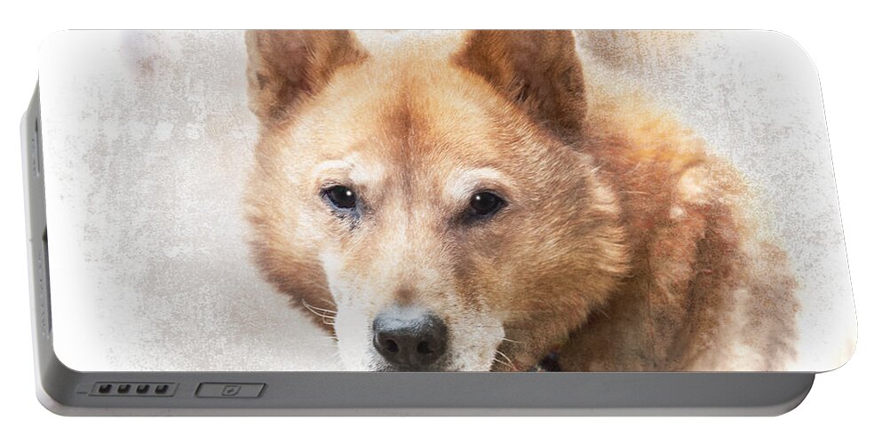 Jindo Portable Battery Charger featuring the photograph Korean Jindo Portrait by Eleanor Abramson