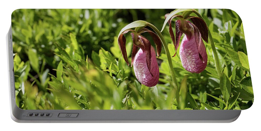 Lady Slipper Orchids Portable Battery Charger featuring the photograph Lady Slipper Orchids by Holly Ross
