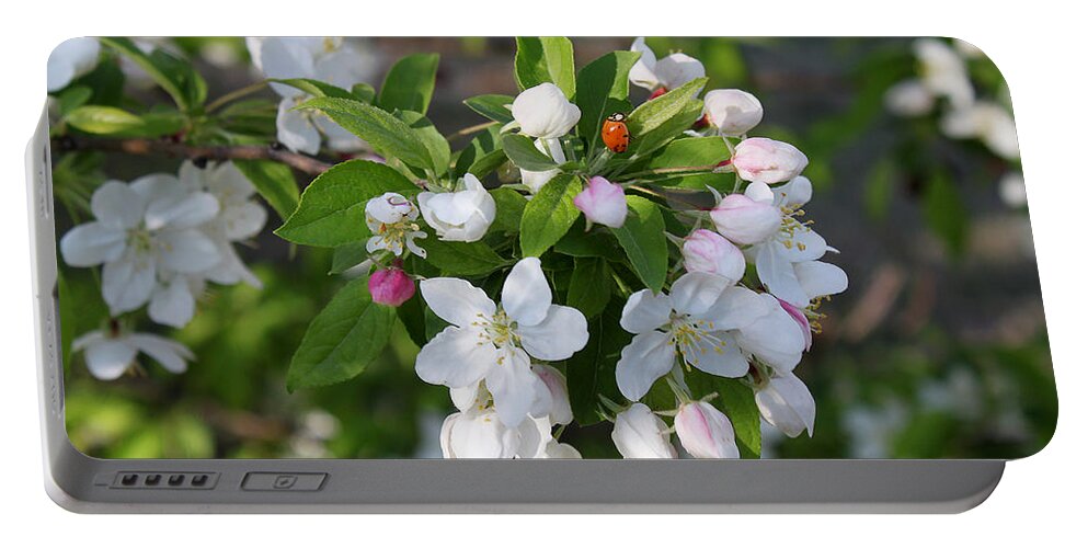 Susan Vineyard Portable Battery Charger featuring the photograph Ladybug on Cherry Blossoms by Susan Vineyard