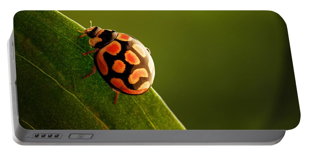 Ladybug Portable Battery Charger featuring the photograph Ladybug on green leaf by Johan Swanepoel