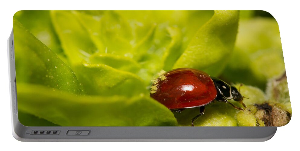 Coccinellidae Portable Battery Charger featuring the photograph Ladybug by Shawn Jeffries