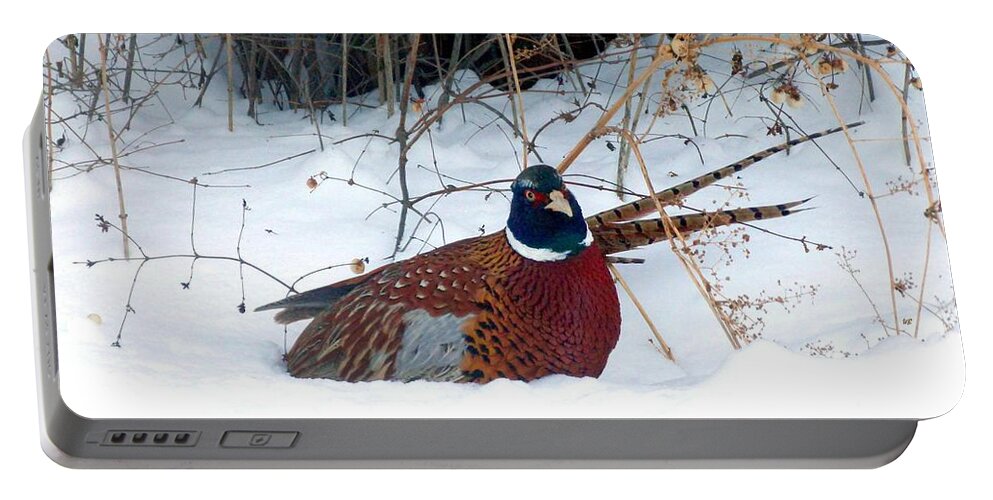 Ring-necked Pheasant Portable Battery Charger featuring the photograph Lake Country Pheasant 2 by Will Borden