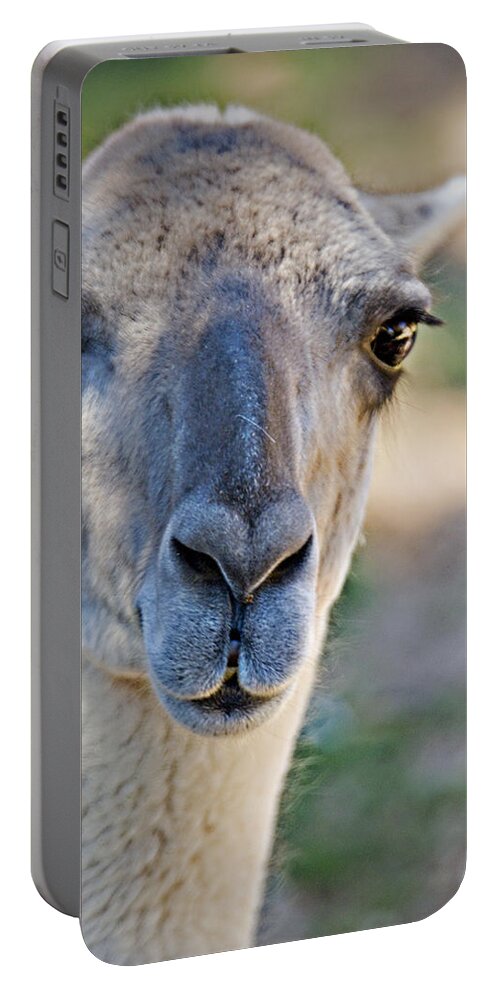Lama Guanicoe Portable Battery Charger featuring the photograph Lama guanicoe _ 1a by Walter Herrit