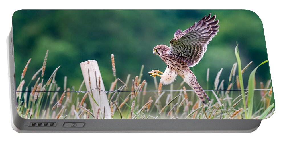 Kestrel's Landing Portable Battery Charger featuring the photograph Landing by Torbjorn Swenelius