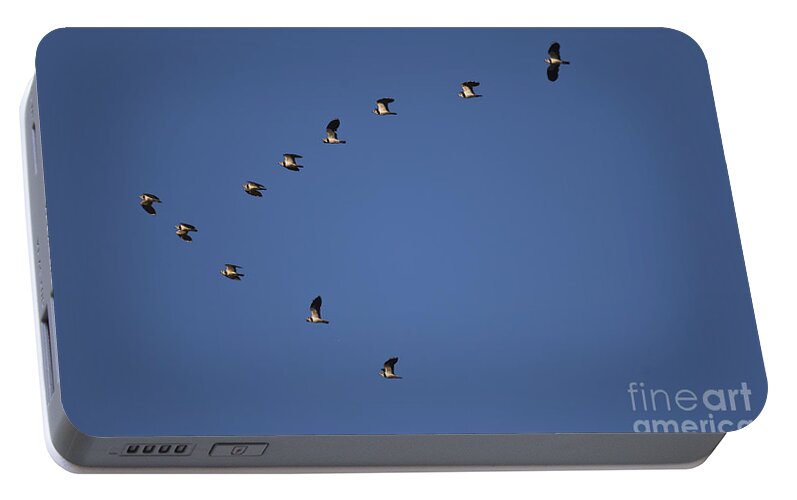 Northern Lapwing Portable Battery Charger featuring the photograph Lapwing Flock by Per-Olov Eriksson
