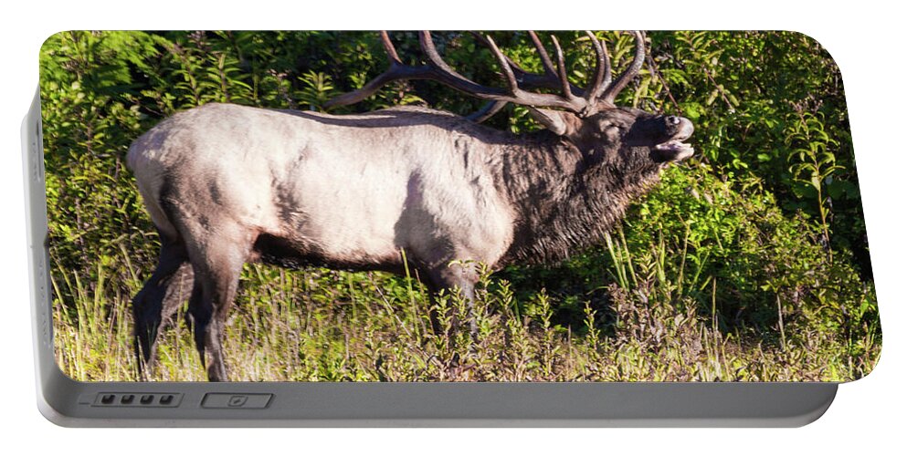 Bull Portable Battery Charger featuring the photograph Large Bull Elk Bugling by D K Wall
