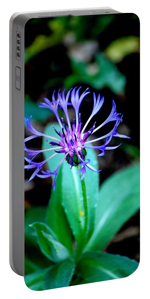 Digital Photograph Portable Battery Charger featuring the photograph Last Flower in the garden by David Lane
