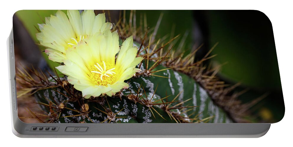 Monks Hood Cactus Portable Battery Charger featuring the photograph Late Bloomer by Raul Rodriguez