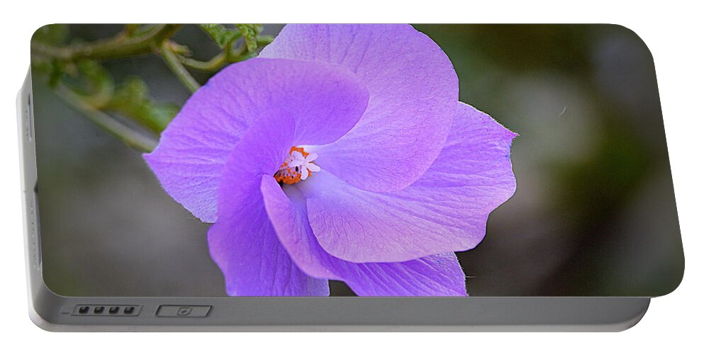 Flower Portable Battery Charger featuring the photograph Lavender Flower by AJ Schibig