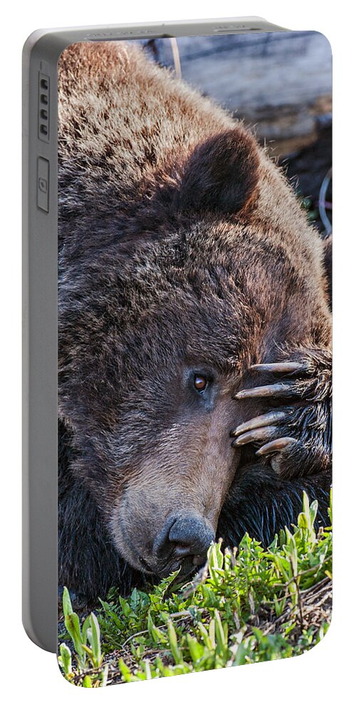 Bear Portable Battery Charger featuring the photograph Lazy Bear by Wesley Aston