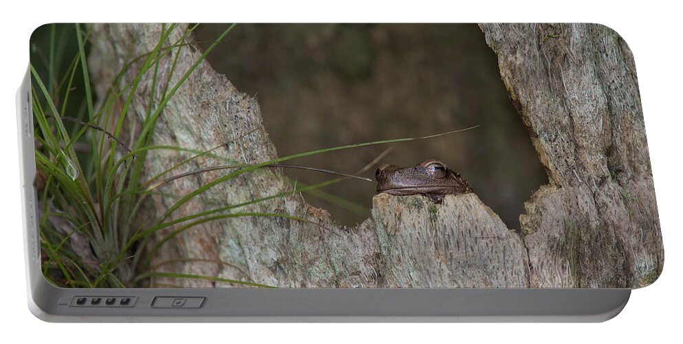 Tree Portable Battery Charger featuring the photograph Lazy Tree Frog by David Watkins