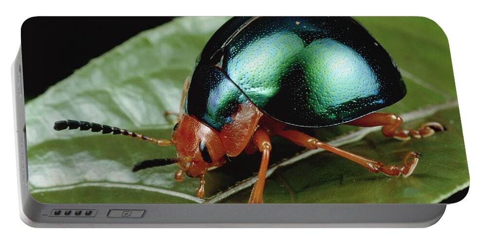 00126082 Portable Battery Charger featuring the photograph Leaf Beetle from South Africa by Mark Moffett