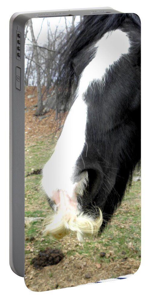 Gypsy Vanner Horse Portable Battery Charger featuring the photograph Like My Stache by Kim Galluzzo Wozniak
