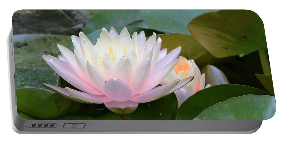Water Lily Portable Battery Charger featuring the photograph Lilies All Aglow by Mary Ann Artz