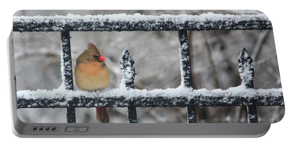 Female Portable Battery Charger featuring the photograph Limited Edition Female Cardinal Two by Diane Lindon Coy