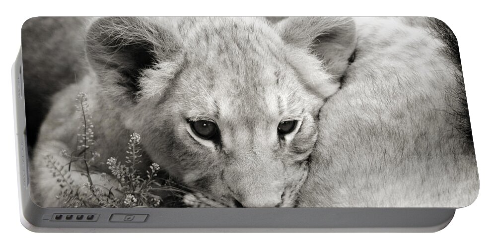 Lion Portable Battery Charger featuring the photograph Lion Cub by Marilyn Hunt