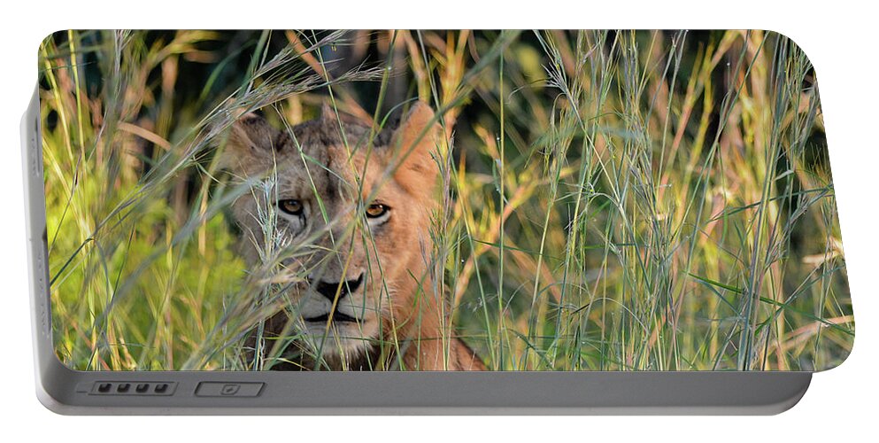Lion Portable Battery Charger featuring the photograph Lion warily watching by Gaelyn Olmsted